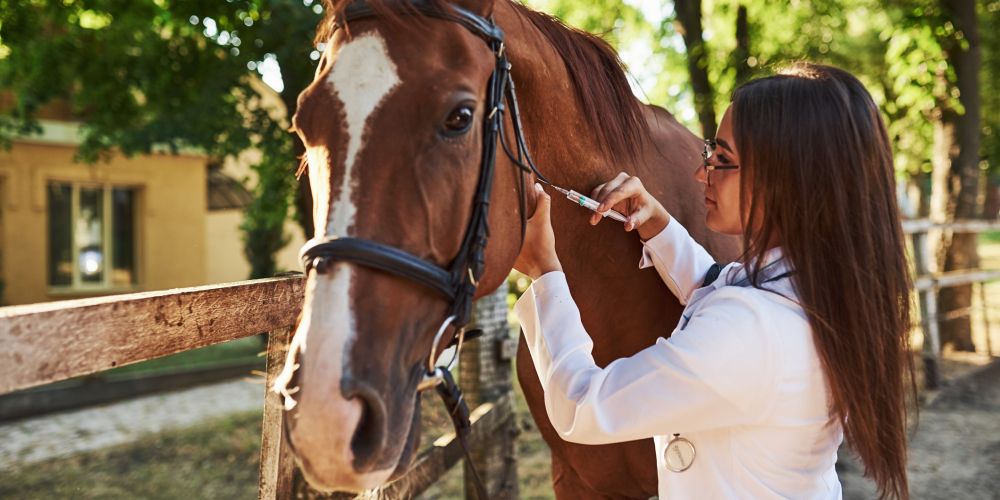 The Ultimate Guide to Masking vs Healing main image vet giving injection