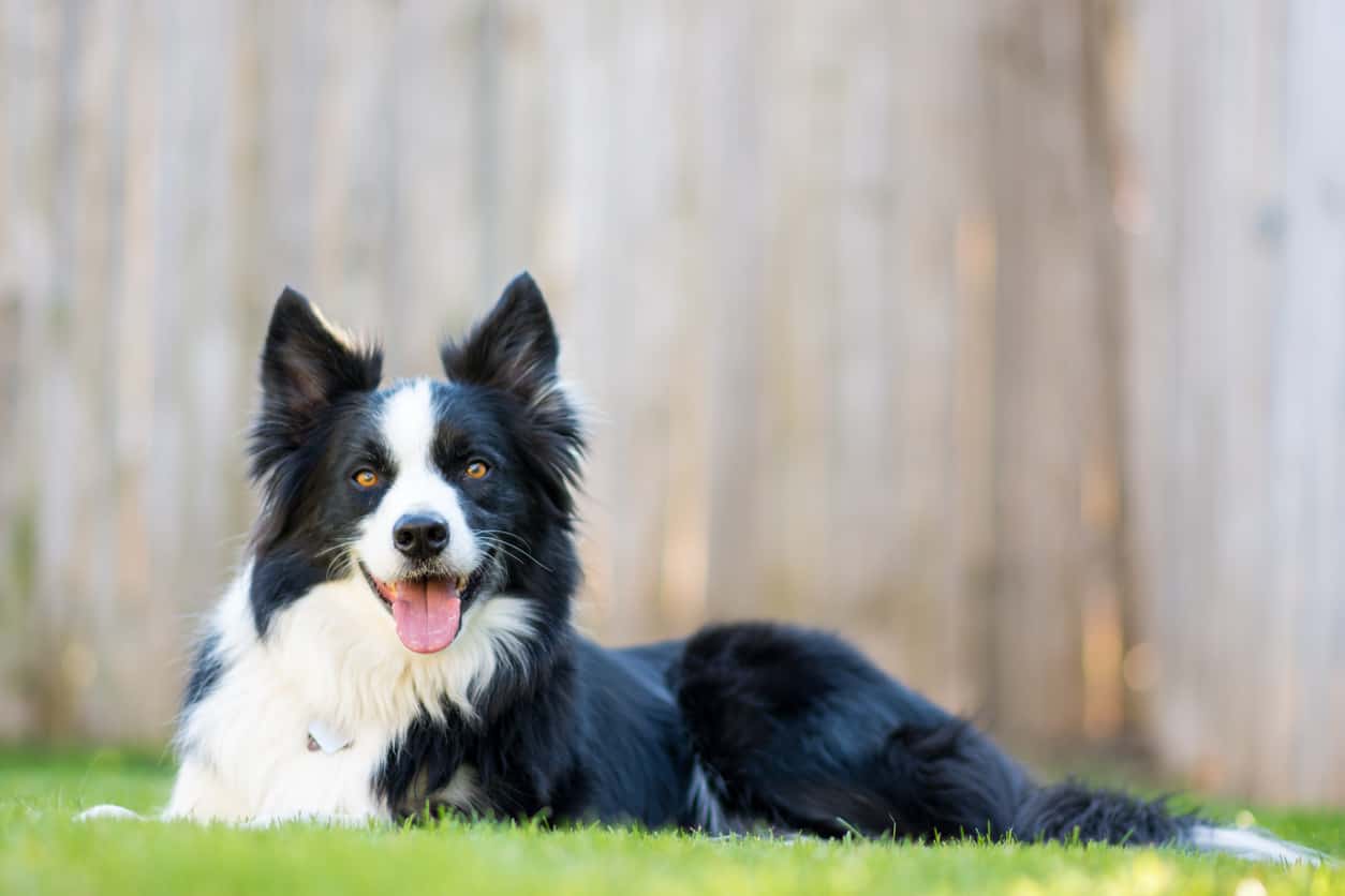 DOG StreamZ Magnetic dog collar review. Our 11 year old collie had developed a limp so after an x-ray diagnosed arthritic changes we decided to buy her a magnetic collar. After just two weeks she is not limping at all and is loving life again. 5 stars.
