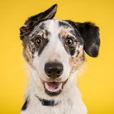 DOG StreamZ Magnetic Dog Collars