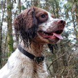 DOG StreamZ Magnetic Dog Collars