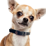 DOG StreamZ Magnetic Dog Collars