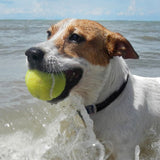 DOG StreamZ Magnetic Dog Collars