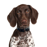 DOG StreamZ Magnetic Dog Collars
