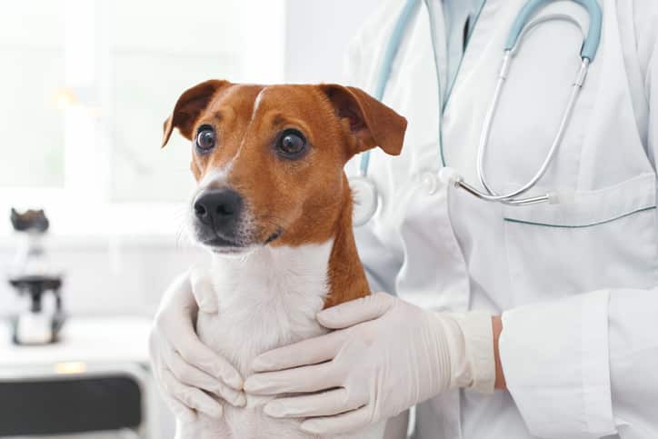 Canine study on dog streamz collars and the effect on dogs nobility levels