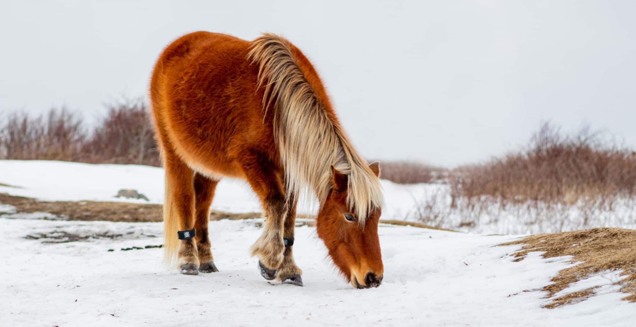 EQU StreamZ magnetic horse bands for pain relief and joint care in the winter months, even in the snow. Horse wearing bands in the snow. 