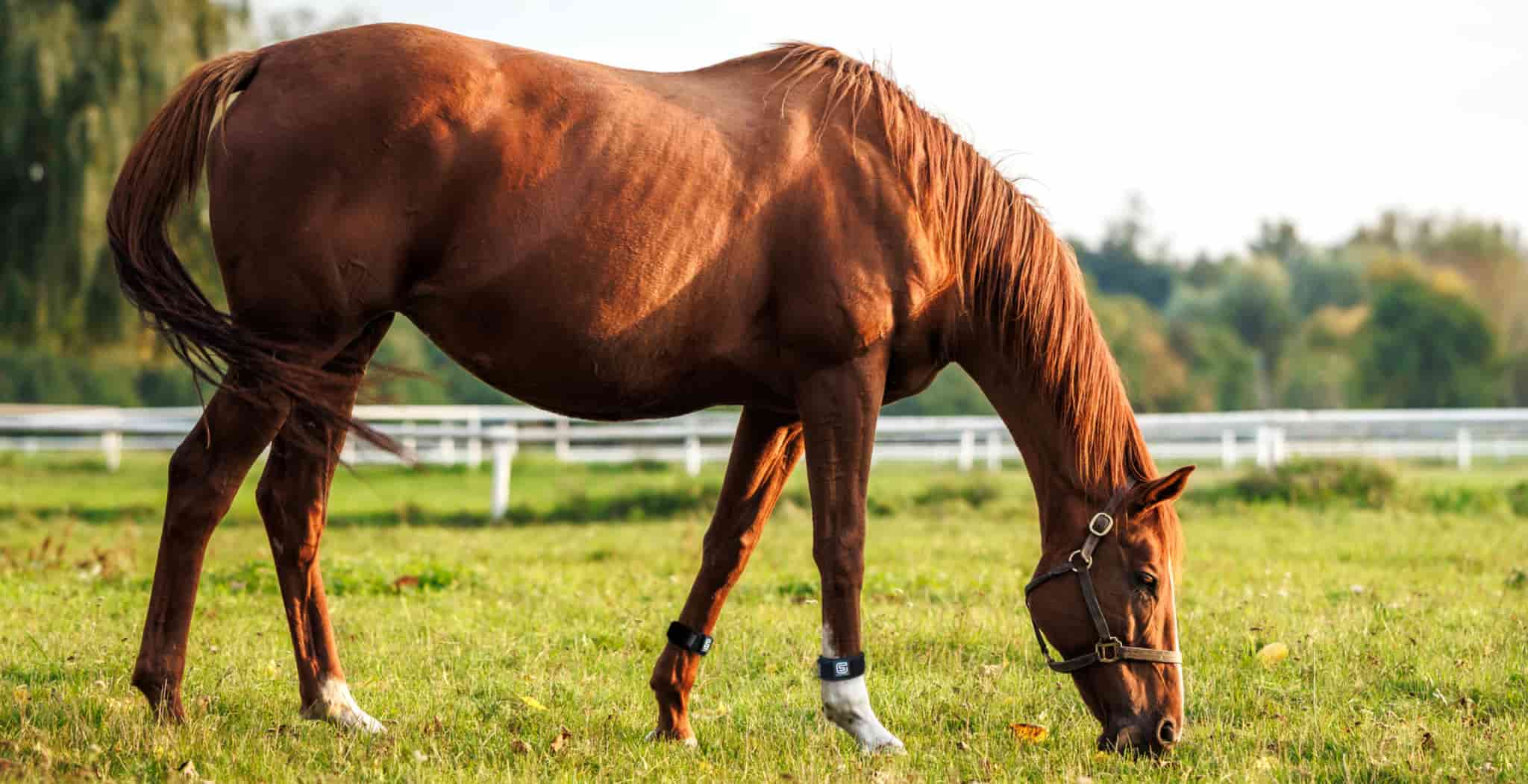 EQU Streamz advanced magnetic therapy for horses to support joint care and wellbeing. natural pain relief for horses arthritis, navicular, ring bone and more. Image of horse in spring time as bands are suitable for spring and turnout.