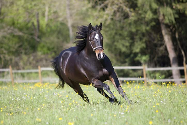 EQU STreamz mobility in horses clinical study to show improvement in mobility across 40 horses carried out for efficacy claims to support that streamz support horses with mobility and joint issues such as arthritis. Image for streamz site.