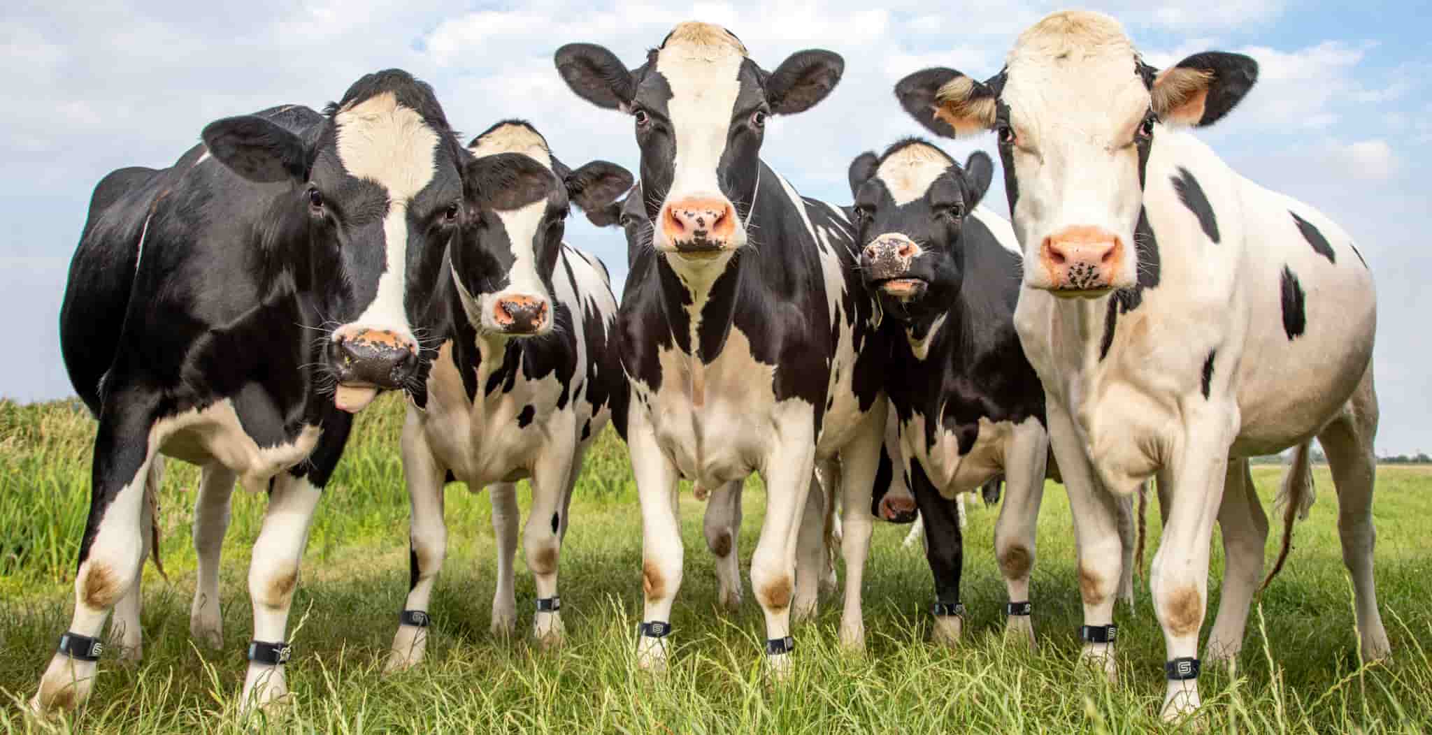 MOO streamz magnetic pain relief bands for cows cattle and calves. natural lameness support.