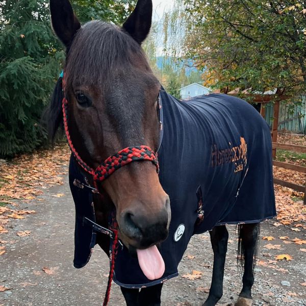 Horse with windgalls wearing a blue rug otter mayson