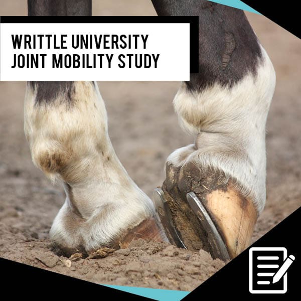 EQU Streamz horse bands study on joint mobility. Each horse was evaluated using industry leading technologies on their tarsal joint (hock) mobility and the correlation between the use of StreamZ technology and an increase in tarsal joint mobility.
