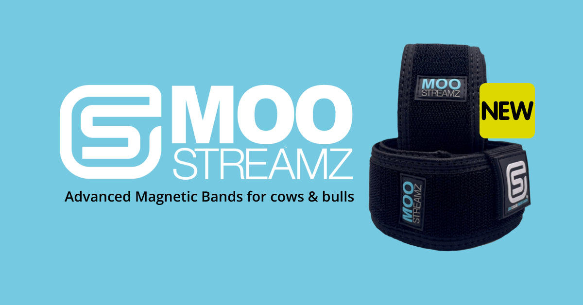 MOO Streamz magnetic cow bands for cows bulls and calves dairy and cattle. Lameness and pain relief.